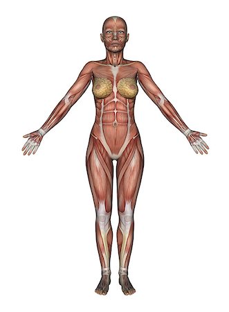 simsearch:400-08287780,k - 3D render of a female figure with smooth skin in standing pose Photographie de stock - Aubaine LD & Abonnement, Code: 400-08288216