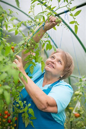 Senior pensioner woman in greenhouse with tomato Stock Photo - Budget Royalty-Free & Subscription, Code: 400-08288740