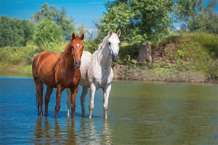simsearch:400-08286259,k - two horses are staying in the blue water Photographie de stock - Aubaine LD & Abonnement, Code: 400-08288757