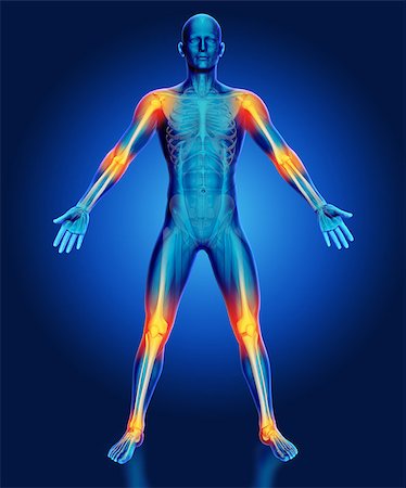 fitness anatomy images muscles of body - 3D render of a male medical figure with joints highlighted Stock Photo - Budget Royalty-Free & Subscription, Code: 400-08288858