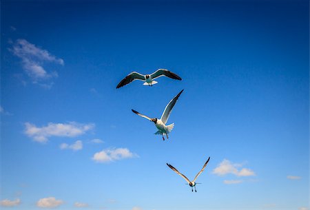 Three Laughing Gulls with sunny blue sky in the backdrop Stock Photo - Budget Royalty-Free & Subscription, Code: 400-08289318
