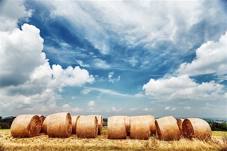 Wheat field landscape, dry bales over cloudy fall sky background, autumnal harvest season, farming fields, beautiful golden haystack, agriculture industry, Italy Stock Photo - Budget Royalty-Free & Subscription, Code: 400-08289409