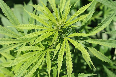 The green cannabis plant in the garden Stockbilder - Microstock & Abonnement, Bildnummer: 400-08289916
