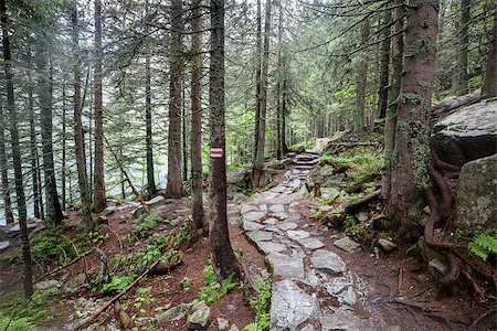 simsearch:400-05071386,k - Mountain trail through forest in Tatry, Poland. Fotografie stock - Microstock e Abbonamento, Codice: 400-08282570