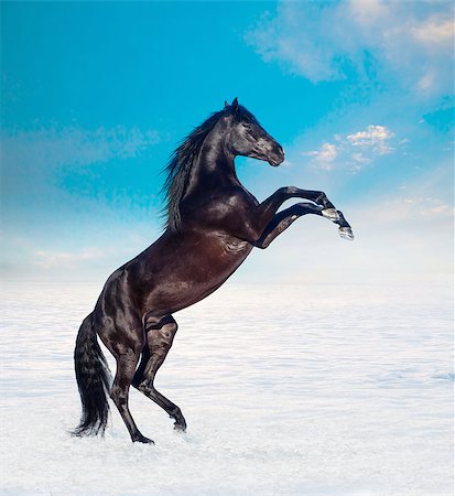 simsearch:400-08286259,k - black horse staying in the snow field Photographie de stock - Aubaine LD & Abonnement, Code: 400-08282600