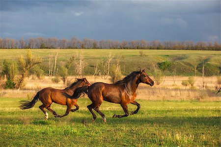 two brown horses are running in the green field Photographie de stock - Aubaine LD & Abonnement, Code: 400-08282603