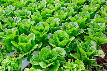 Organic hydroponic vegetable cultivation farm. Stockbilder - Microstock & Abonnement, Bildnummer: 400-08282704