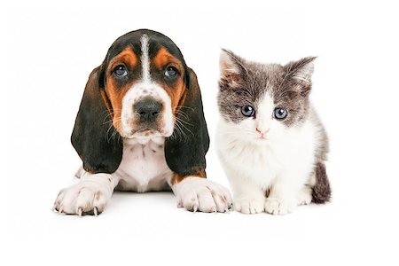 dog looks down at cat - An adorable little Basset Hound breed puppy dog sitting and looking straight forward Stock Photo - Budget Royalty-Free & Subscription, Code: 400-08282719