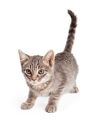 An adorable playful Tabby Kitten ready to pounce.  Kitten is almost 8 weeks old. Stock Photo - Budget Royalty-Free & Subscription, Code: 400-08282722