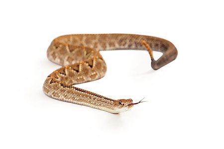 deadly - Aruba Rattlesnake - A critically endangered (CR) species of venomous pitviper snakes mainly found in the Caribbean. Looking forward with forked tongue is sticking out. Stock Photo - Budget Royalty-Free & Subscription, Code: 400-08282739