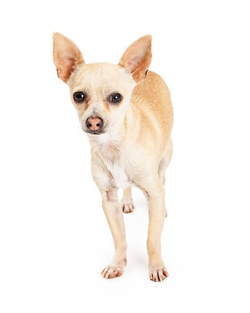 simsearch:400-07972779,k - An attentive Chihuahua Dog stands while looking forward directly into the camera. Fotografie stock - Microstock e Abbonamento, Codice: 400-08282745