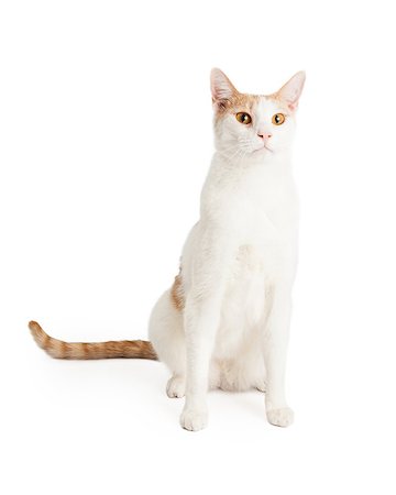 A very attentive Domestic Shorthair Mixed Breed Cat Stock Photo - Budget Royalty-Free & Subscription, Code: 400-08282748