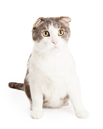 Attentive and cute Domestic Shorthair Mixed Breed Cat sitting while looking off to the side. Stock Photo - Budget Royalty-Free & Subscription, Code: 400-08282743