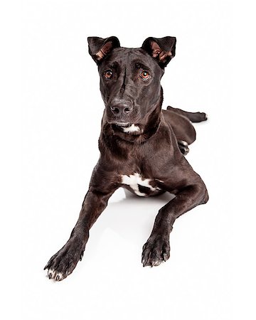 simsearch:400-08314976,k - A pretty black mixed large breed dog with a healthy and shiny black coat laying down on a white background Stock Photo - Budget Royalty-Free & Subscription, Code: 400-08282755