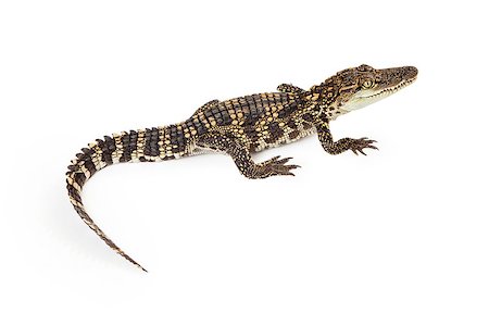 Six month old baby Siamese Crocodile, a red-listed critically endangered species, isolated on white Photographie de stock - Aubaine LD & Abonnement, Code: 400-08282750