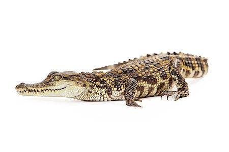 Six month old baby Siamese Crocodile, a red-listed critically endangered species laying on a whitebackground Stock Photo - Budget Royalty-Free & Subscription, Code: 400-08282752