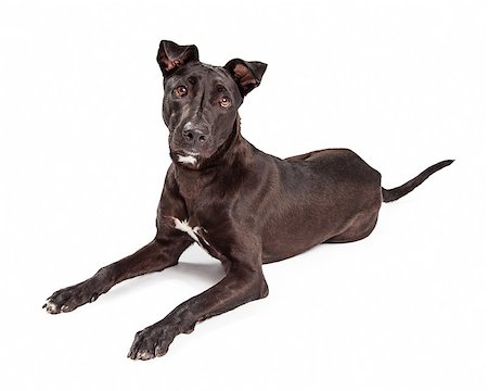 simsearch:400-08314976,k - Beautiful black mixed large breed dog with a healthy and shiny black coat laying down on a white background and looking forward Stockbilder - Microstock & Abonnement, Bildnummer: 400-08282760