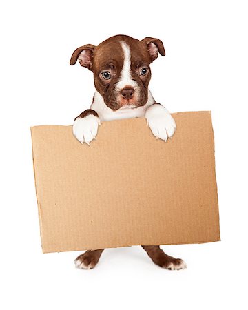 rien - Cute seven week old Boston Terrier puppy standing up and holding a blank cardboard box sign Photographie de stock - Aubaine LD & Abonnement, Code: 400-08282777