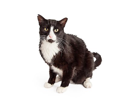 A very attentive Domestic Shorthair Mixed Breed black and white cat sitting while looking forward. Stock Photo - Budget Royalty-Free & Subscription, Code: 400-08282770