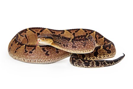 Lacheiss muta stenophrys, also known as Central American Bushmaster, a venomous pit viper snake found mainly in Central America and South America Stock Photo - Budget Royalty-Free & Subscription, Code: 400-08282792