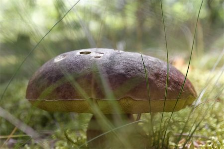 Eatable mushroom in the green grass of summer forest Stock Photo - Budget Royalty-Free & Subscription, Code: 400-08282950