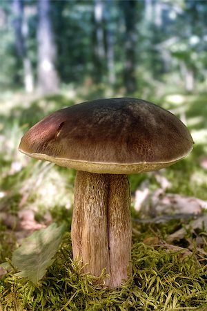 Eatable mushroom in the green moss of summer forest Stock Photo - Budget Royalty-Free & Subscription, Code: 400-08282952