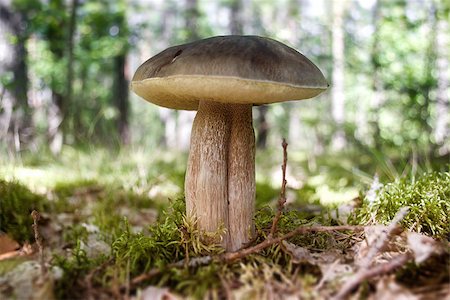 Eatable mushroom in the green moss of summer forest Stock Photo - Budget Royalty-Free & Subscription, Code: 400-08282953