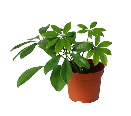 simsearch:400-08287943,k - young Schefflera a potted plant isolated over white Foto de stock - Super Valor sin royalties y Suscripción, Código: 400-08282996