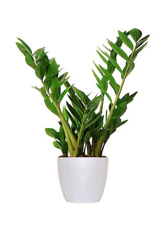 simsearch:400-08287943,k - young Zamioculcas a potted plant isolated over white Foto de stock - Super Valor sin royalties y Suscripción, Código: 400-08282998