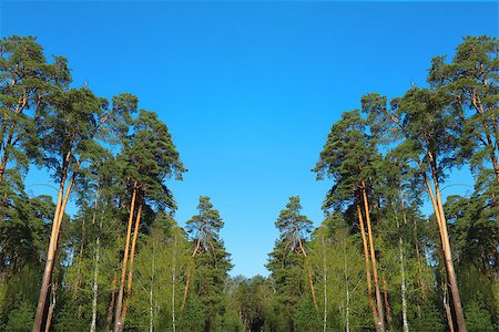 simsearch:400-05344522,k - pine forest under deep blue sky Photographie de stock - Aubaine LD & Abonnement, Code: 400-08283001