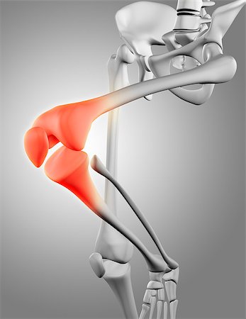 simsearch:400-08647675,k - 3D render of a close up of the knee bone Stockbilder - Microstock & Abonnement, Bildnummer: 400-08283119