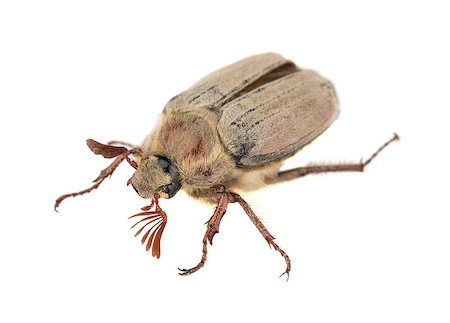 simsearch:400-07680450,k - Brown chafer bug isolated on white background Photographie de stock - Aubaine LD & Abonnement, Code: 400-08283270