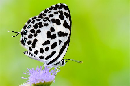 pierrot - Close up small white butterfly with black spots on the flower of grass, Common Pierrot or Castalius rosimon Photographie de stock - Aubaine LD & Abonnement, Code: 400-08283304