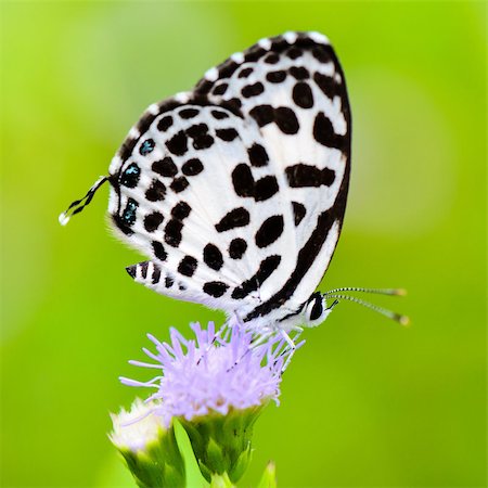 simsearch:400-08404620,k - Close up small white butterfly with black spots on the flower of grass, Common Pierrot or Castalius rosimon Stock Photo - Budget Royalty-Free & Subscription, Code: 400-08283305