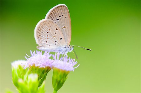 simsearch:400-07674888,k - Close up small brown butterfly eating the nectar on flower of grass, One of the smallest butterflies in the world, Tiny Grass Blue or Zizula hylax hylax Foto de stock - Super Valor sin royalties y Suscripción, Código: 400-08283307