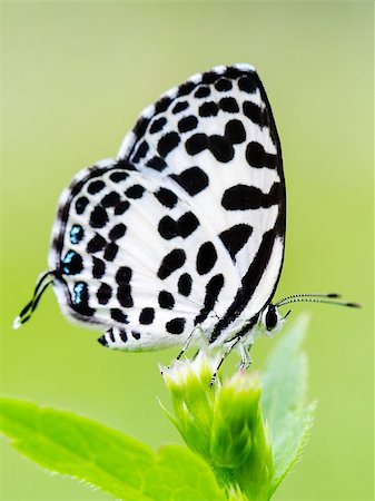 pierrot - Close up small white butterfly with black spots on the flower of grass, Common Pierrot or Castalius rosimon Stock Photo - Budget Royalty-Free & Subscription, Code: 400-08283302