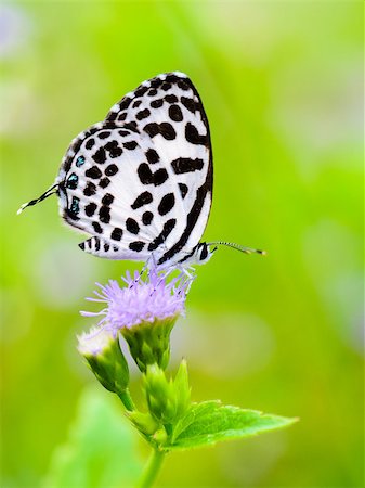 simsearch:400-08404620,k - Close up small white butterfly with black spots on the flower of grass, Common Pierrot or Castalius rosimon Stock Photo - Budget Royalty-Free & Subscription, Code: 400-08283303