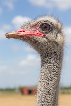 Head of an ostrich from the left Stock Photo - Budget Royalty-Free & Subscription, Code: 400-08283681
