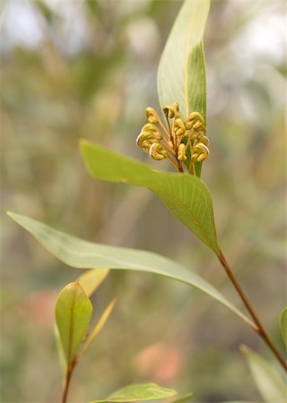 sherjaca (artist) - Australian native Grevillea flower buds first stage of growth with spider flower starting to emerge Foto de stock - Royalty-Free Super Valor e Assinatura, Número: 400-08283799