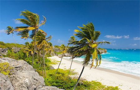 simsearch:400-07625542,k - Harrismith Beach is one of the most beautiful beaches on the Caribbean island of Barbados. It is a tropical paradise with palms hanging over turquoise sea and a ruin of an old mansion on the cliff Foto de stock - Super Valor sin royalties y Suscripción, Código: 400-08283790