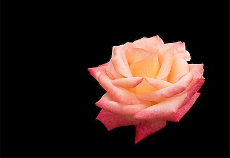beautiful Rose flower symbol of love isolated on black background with copy space for greeting or condolences card Photographie de stock - Aubaine LD & Abonnement, Code: 400-08283804
