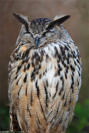 european eagle owl - Eurasian eagle owl Foto de stock - Super Valor sin royalties y Suscripción, Código: 400-08283893