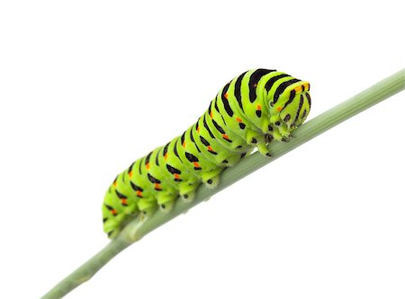simsearch:400-04989239,k - Machaon caterpillar on dill. Isolated on white background Stock Photo - Budget Royalty-Free & Subscription, Code: 400-08295071
