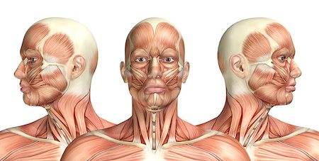 skinless - 3D render of a medical figure showing cervical rotation Stock Photo - Budget Royalty-Free & Subscription, Code: 400-08295251