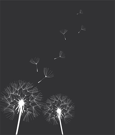 vector illustration of a dandelion flower Photographie de stock - Aubaine LD & Abonnement, Code: 400-08297146