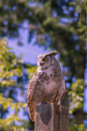 The owl sits on old cracked log Stock Photo - Budget Royalty-Free & Subscription, Code: 400-08297353