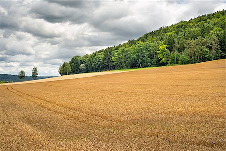 Image of a wheatfield in Franconia, Germany Stock Photo - Budget Royalty-Free & Subscription, Code: 400-08297622
