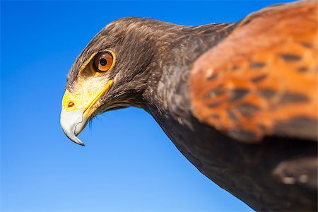 Harris Hawk, Parabuteo Unicinctus, in profile against a blue sky. Bird of prey native to the southwestern United States of America south to Chile and central Argentina. Photographie de stock - Aubaine LD & Abonnement, Code: 400-08297639