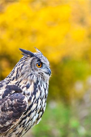 european eagle owl - European or Eurasian Eagle Owl, Bubo Bubo, with big orange eyes among fall or autumnal trees Foto de stock - Super Valor sin royalties y Suscripción, Código: 400-08297651