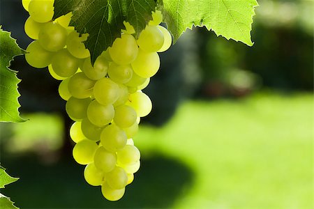 Vine and bunch of white grapes in garden Stock Photo - Budget Royalty-Free & Subscription, Code: 400-08298074